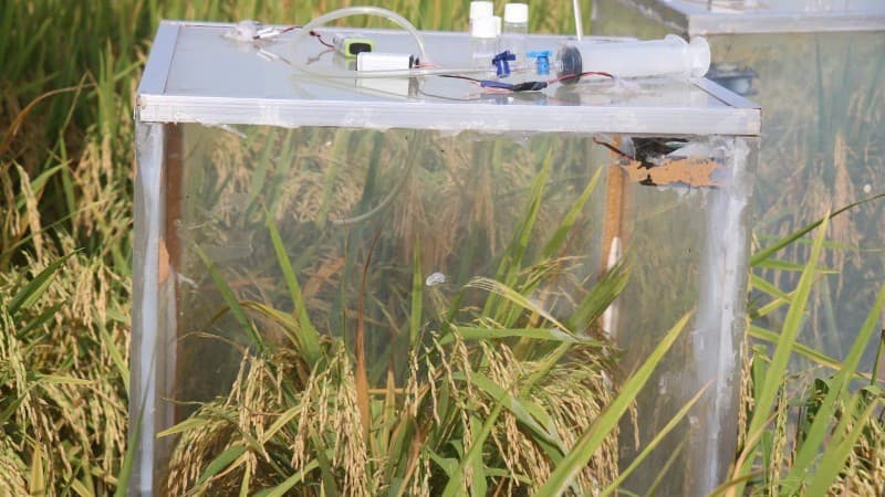 Application of technologies in managing high-quality rice cultivation