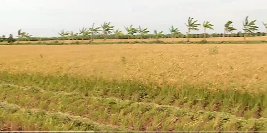 Viet Nam exports over 7 million tonnes of rice in 2025