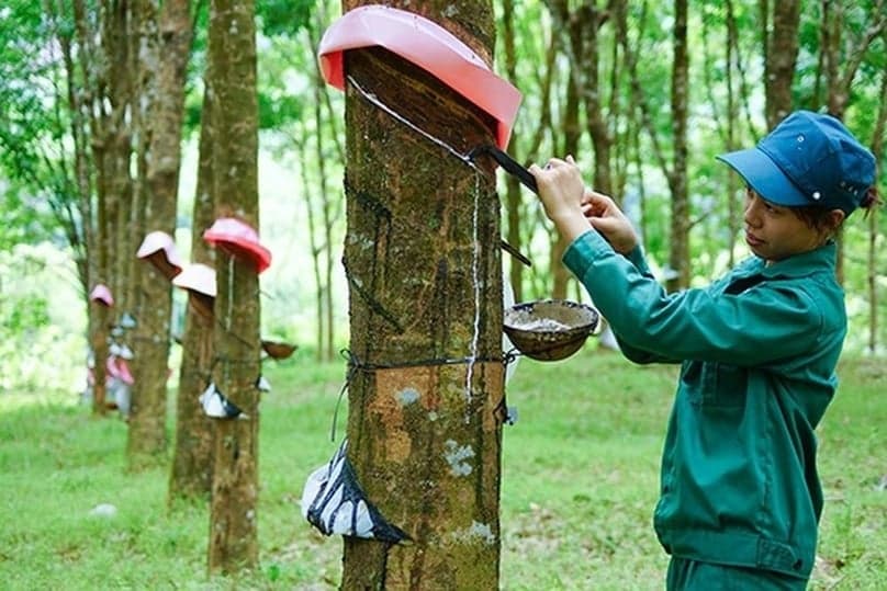 Vietnamese rubber producers post strong profits as latex prices stay high