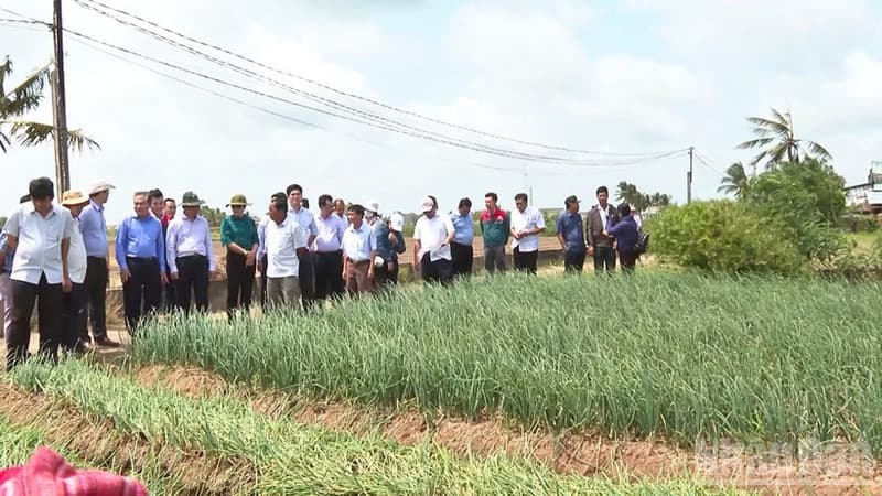 Organic agriculture: A new direction for farmers in Can Tho