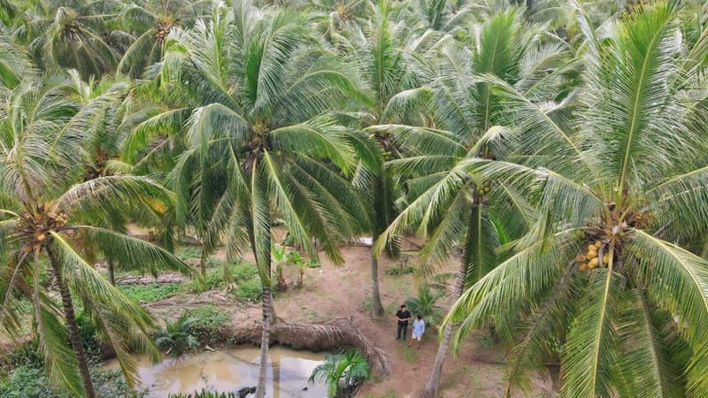 Building “Green and safe Vietnamese coconut” brand