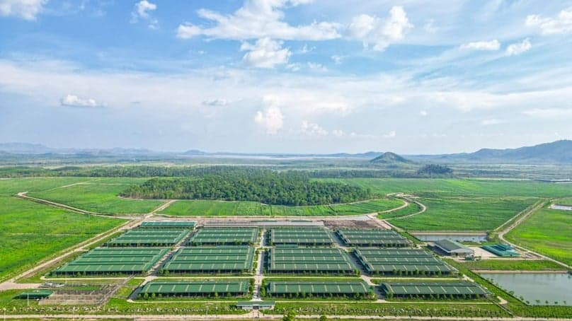 Thaco's agri arm seeks to expand $44 mln cattle project in central Vietnam