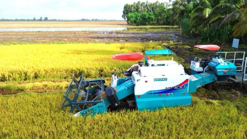 Can Tho City actively supports farmers in producing high-quality, low-emission rice