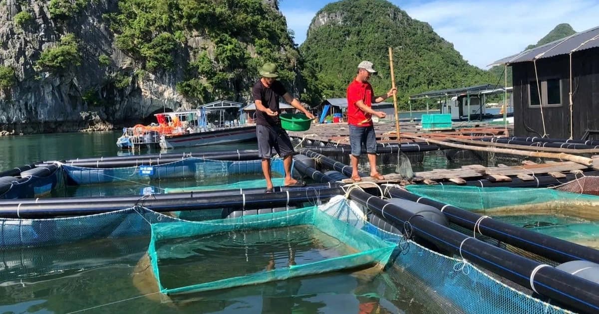 Viet Nam strives to enhance the competitiveness of marine aquaculture