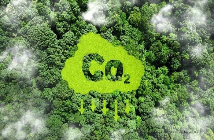 Vietnam’s forest carbon credits draw global interest