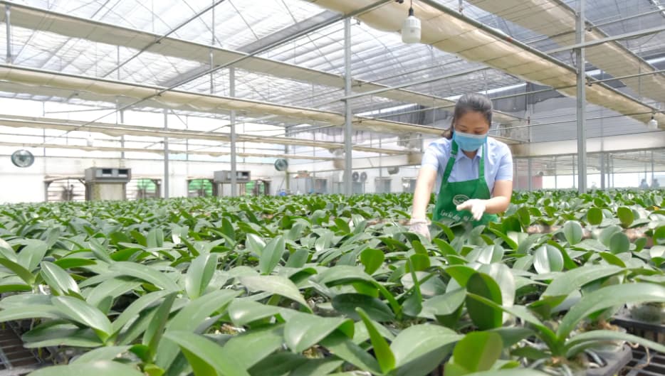 Vietnam aims to build regional agribusiness leaders by 2030