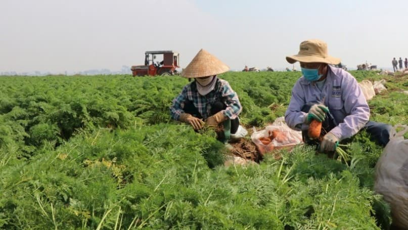 Northern provinces work to maintain agricultural supply