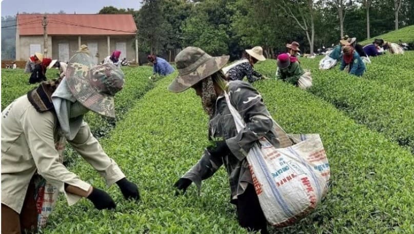 Rural economy promoted through sustainable production linkages