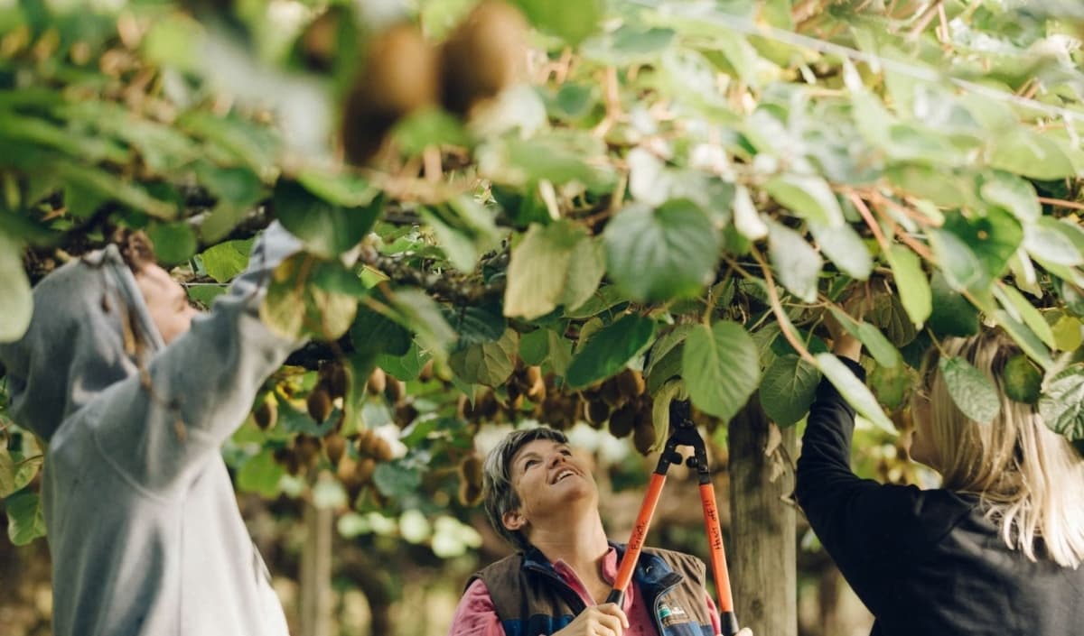 Foreign fruits flood Vietnamese market