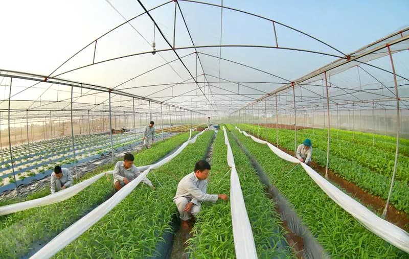 Hanoi agriculture grows 3.6%, exports reach over US$2 billion in 2025