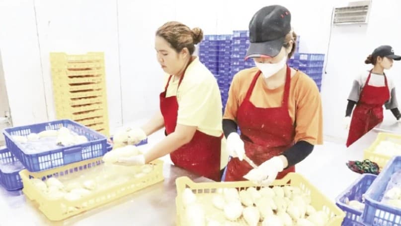 Towards stronger management capacity in the durian sector