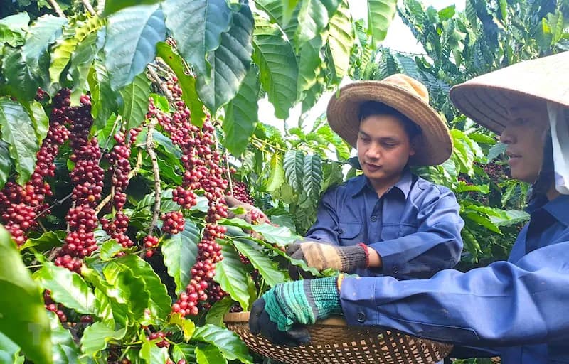 Vietnam coffee exports stay resilient amid oversupply risks