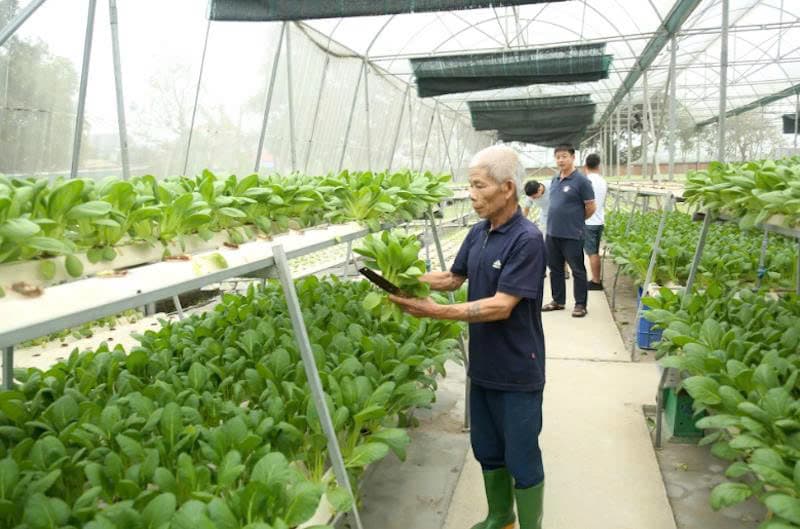 Hanoi builds nearly 1,400 safe food supply chains nationwide for market stability