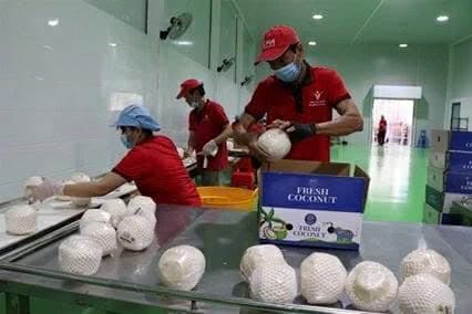 Vinh Long unlocks billion dollar potential for coconut exports