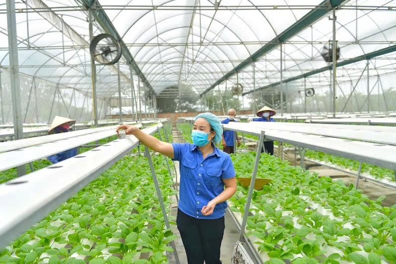 Agricultural cooperatives in Hanoi flourish, driving value chains and rural transformation