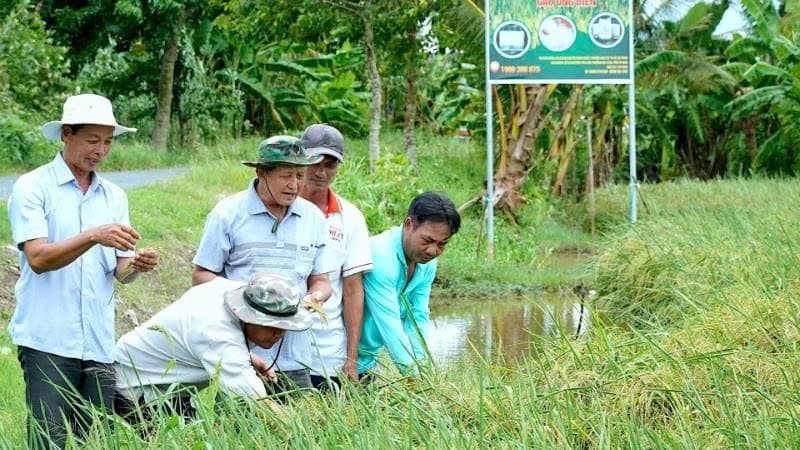 New identity for Vietnamese rice