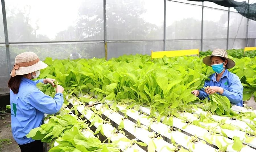 An ecological, innovation-driven model key to Hanoi's sustainable urban agriculture, expert says