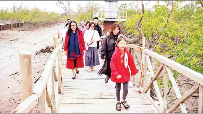 Carbon credits harnessed from mangrove forest ecosystems