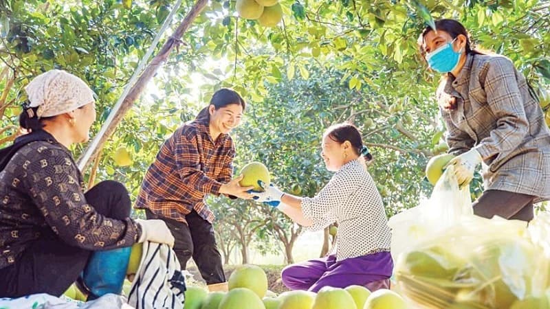 Fruit quality improvement and standardisation of cultivation processes