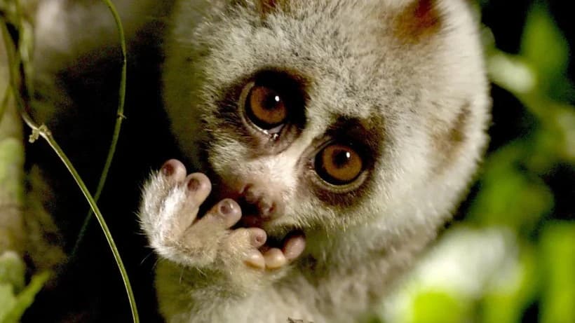 Discover wild and mysterious Viet Nam through lens of Belgian television