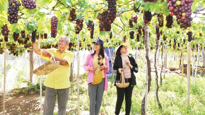 Grape cultivation in Khanh Hoa brings farmers substantial economic gains