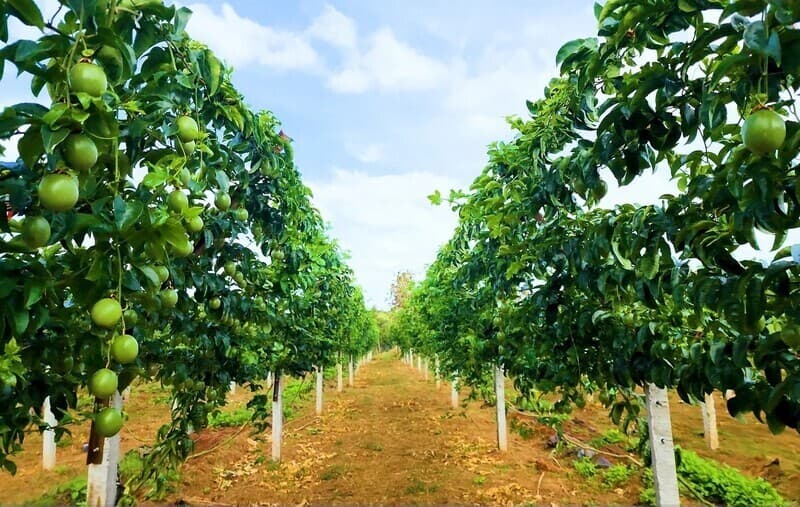 Vietnam’s fruit and vegetable exports to EU triple in four years