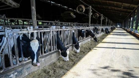 Vietnam targets double-digit dairy growth by 2030 under new strategy