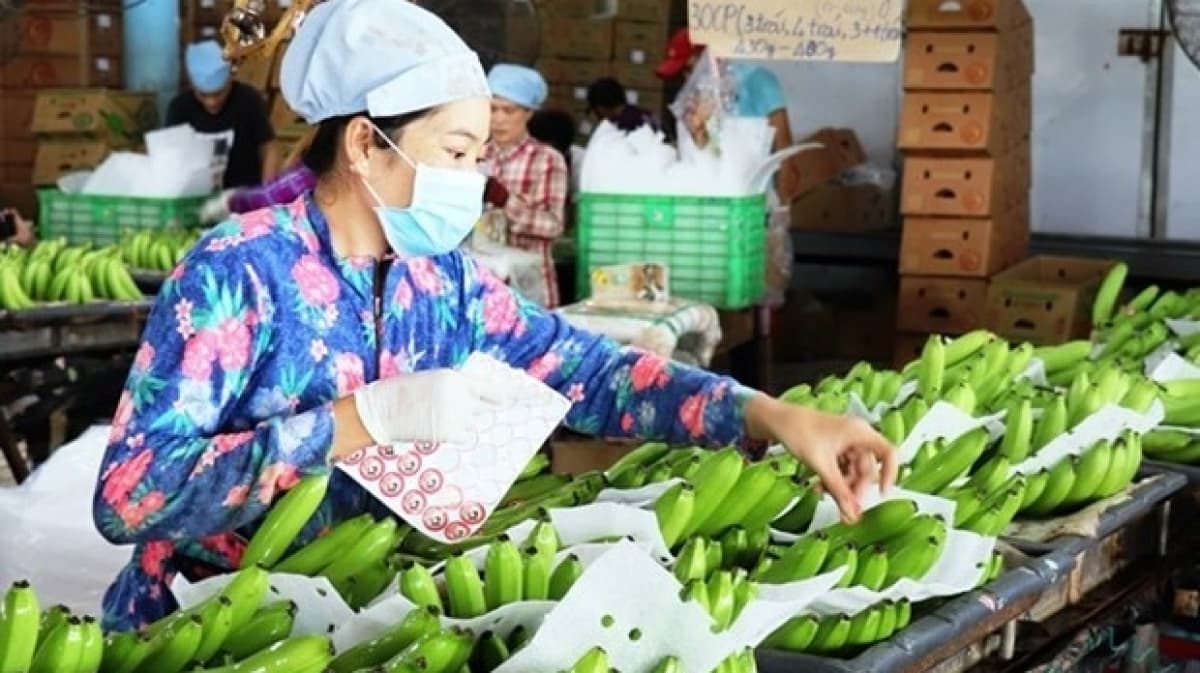 Viet Nam’s agriculture: A transition from a social safety pillar to a launchpad for development