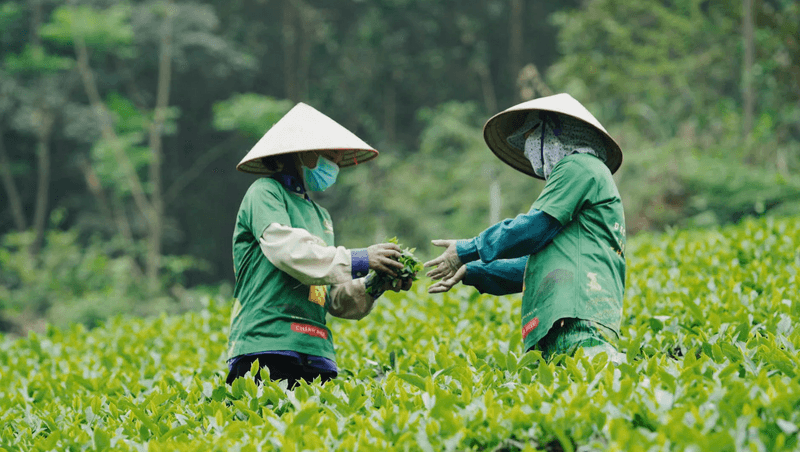 Tea export shift signals race for higher quality