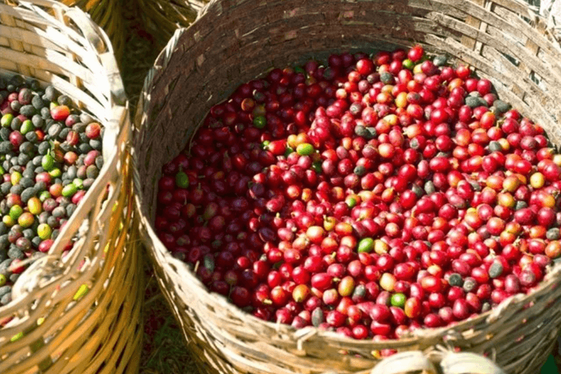 Vietnam’s coffee exports to RoK rise 31.2% in value