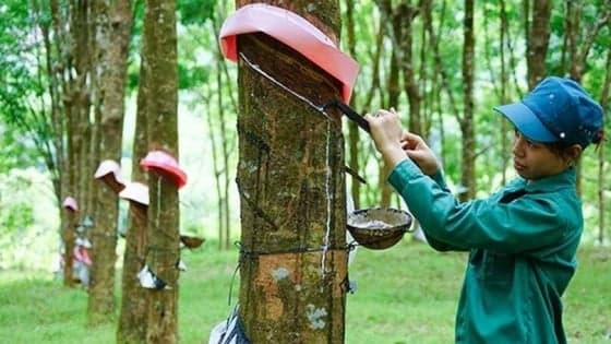 Vietnam Rubber Group’s Q4 net profit drops 53%, full-year tally rises 32%