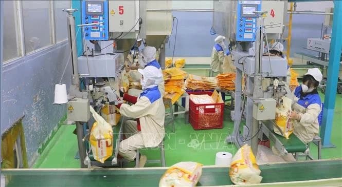 Viet Nam exports over 8 million tonnes of rice, earning 4.1 billion USD in 2025