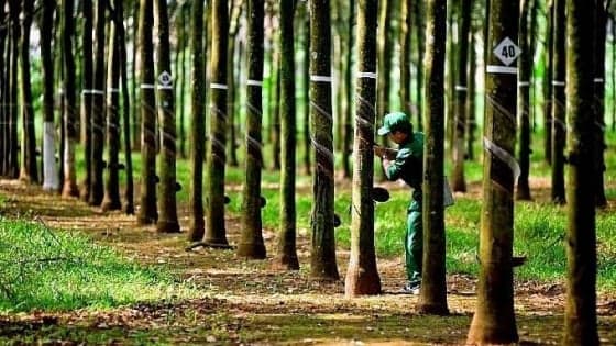 Vietnam rubber industry outlook: Prices rebound yet cyclical risks persist