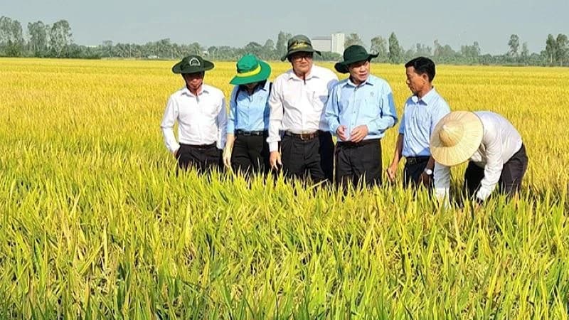 Support for a sustainable rice value chain development