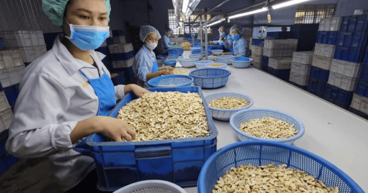 Vietnam’s cashew industry eyes $5 bln export target by 2026 amid market risks