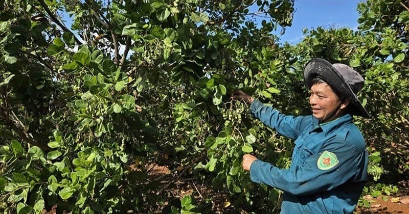 Viet Nam’s cashew exports to face multiple risks in 2026