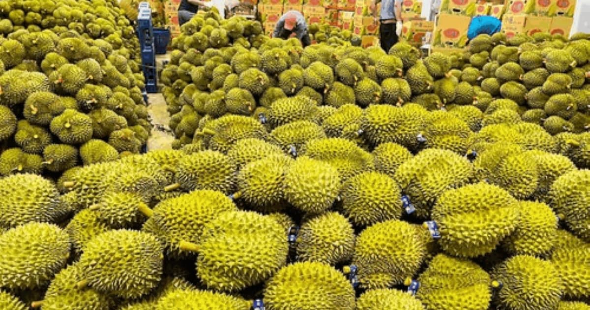 Q1 fruit and vegetable exports earn $1.48 bln