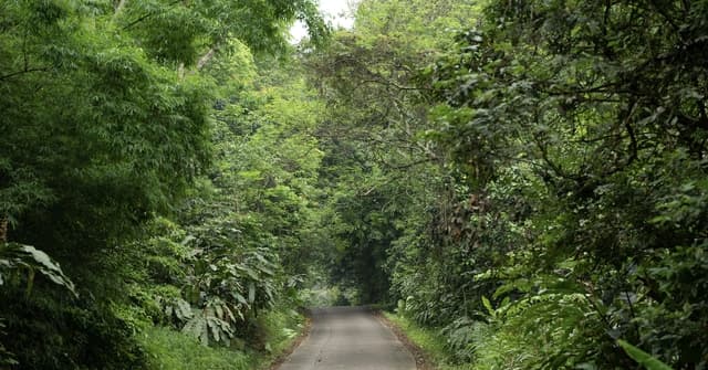 Vietnam Gains nearly US$72 Million from Carbon Credit