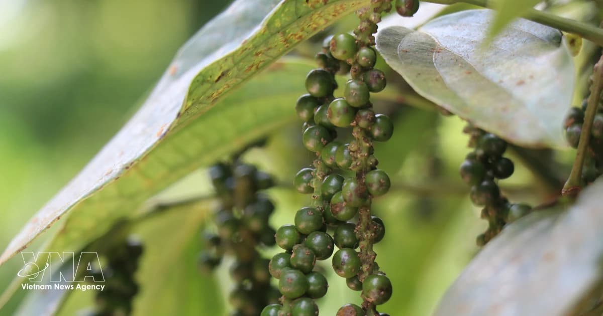 Vietnam’s pepper exports rebound strongly despite supply and shipping challenges