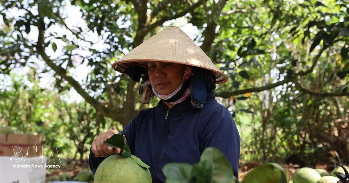 Vietnamese pomelos gain broader access to Australian market