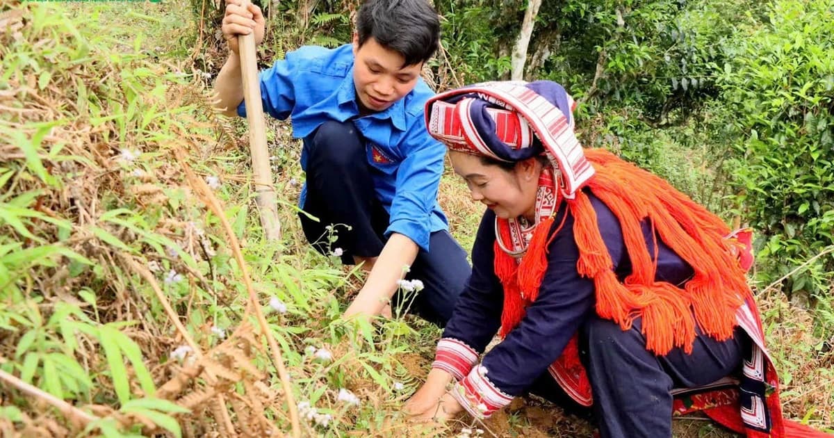 Conference discusses promotion of ancient Shan Tuyet tea’s value towards circular agricultural tourism in Ho Thau Commune