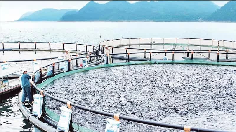 New export pathways for tilapia