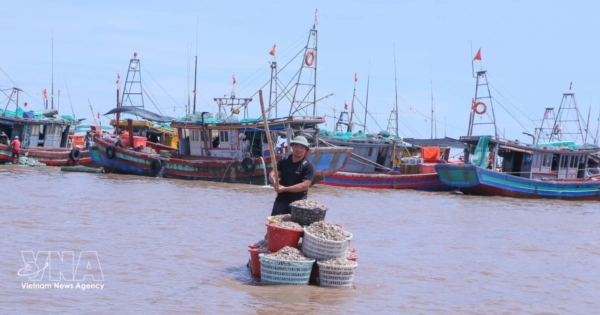 Ninh Binh eliminates all 'three-no' fishing vessels