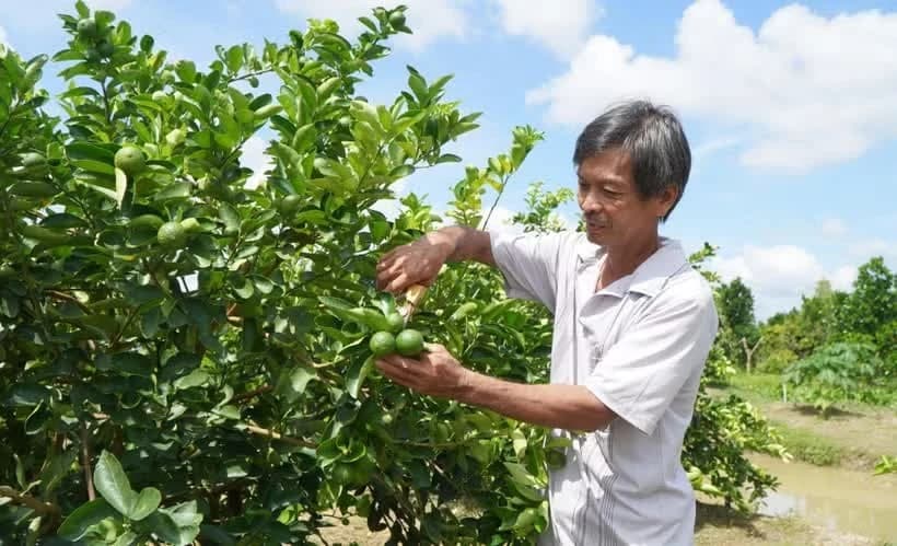 Protocol signed for pomelo, lemon exports to China
