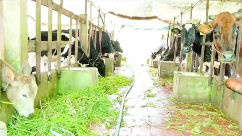 Building a safe and sustainable livestock sector