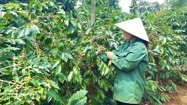 Vietnam speeds up 2020 forest map to support compliance with EUDR