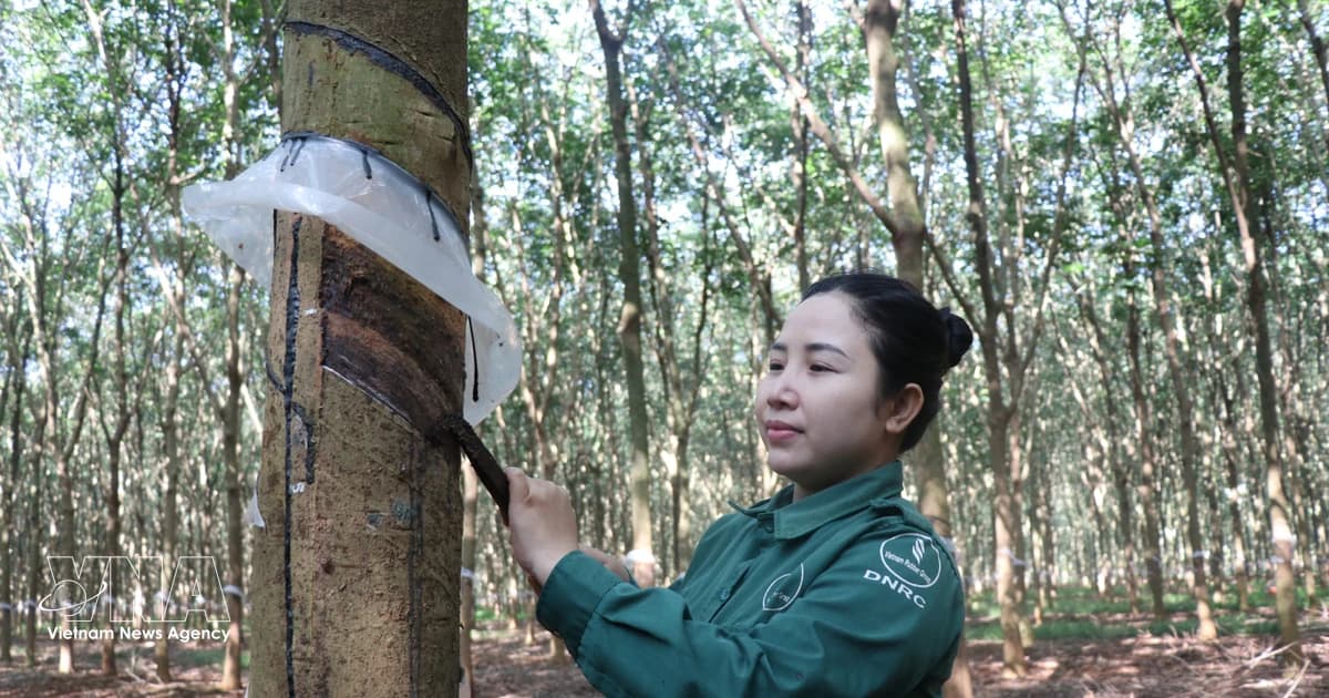 Global rubber prices surge, raising hopes for Vietnamese exporters