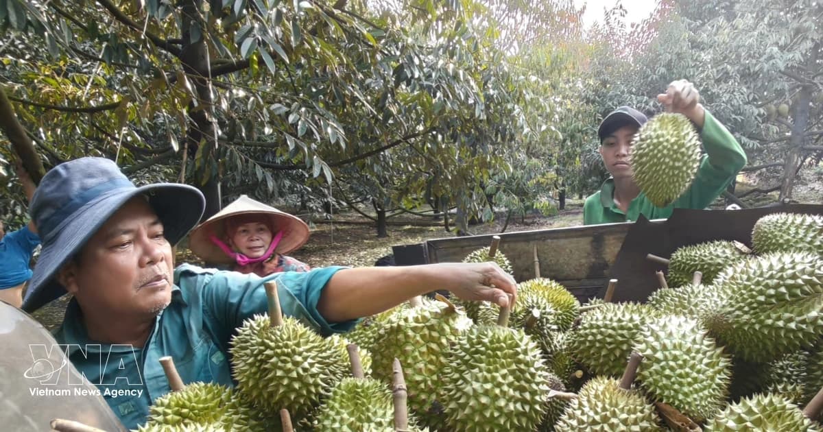 Vietnamese durian gains access to new markets