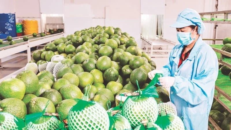 New momentum for fruit and vegetable industry