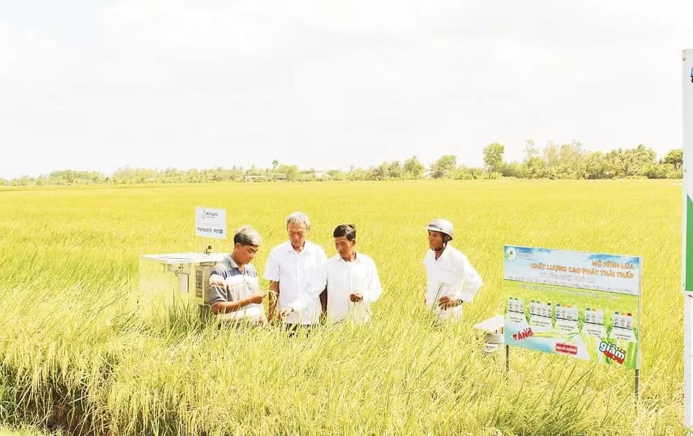 Revaluing Vietnamese rice: steady steps forward